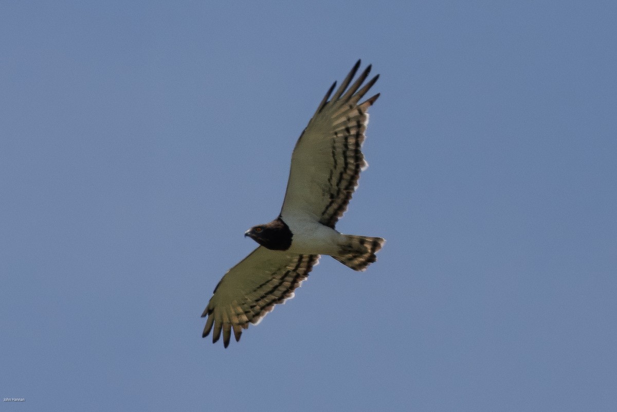 Black-chested Snake-Eagle - ML622689202