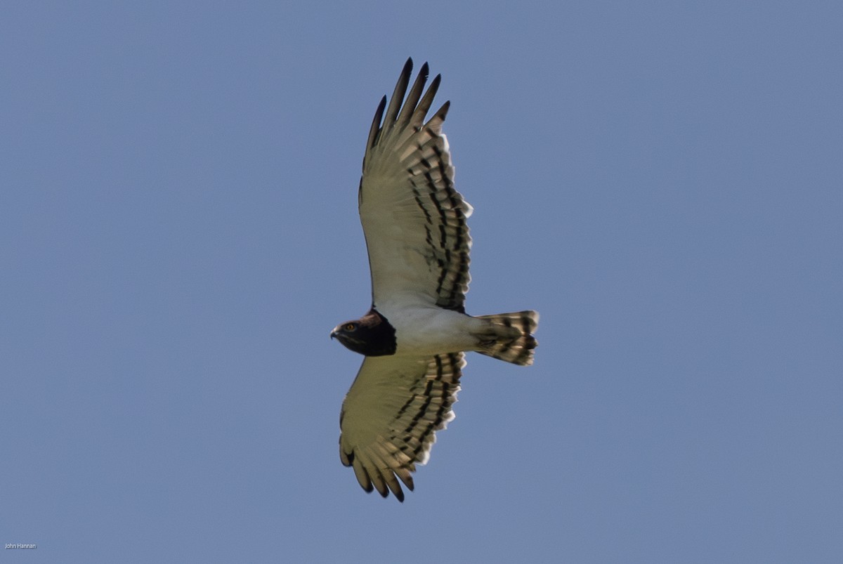 Black-chested Snake-Eagle - ML622689203