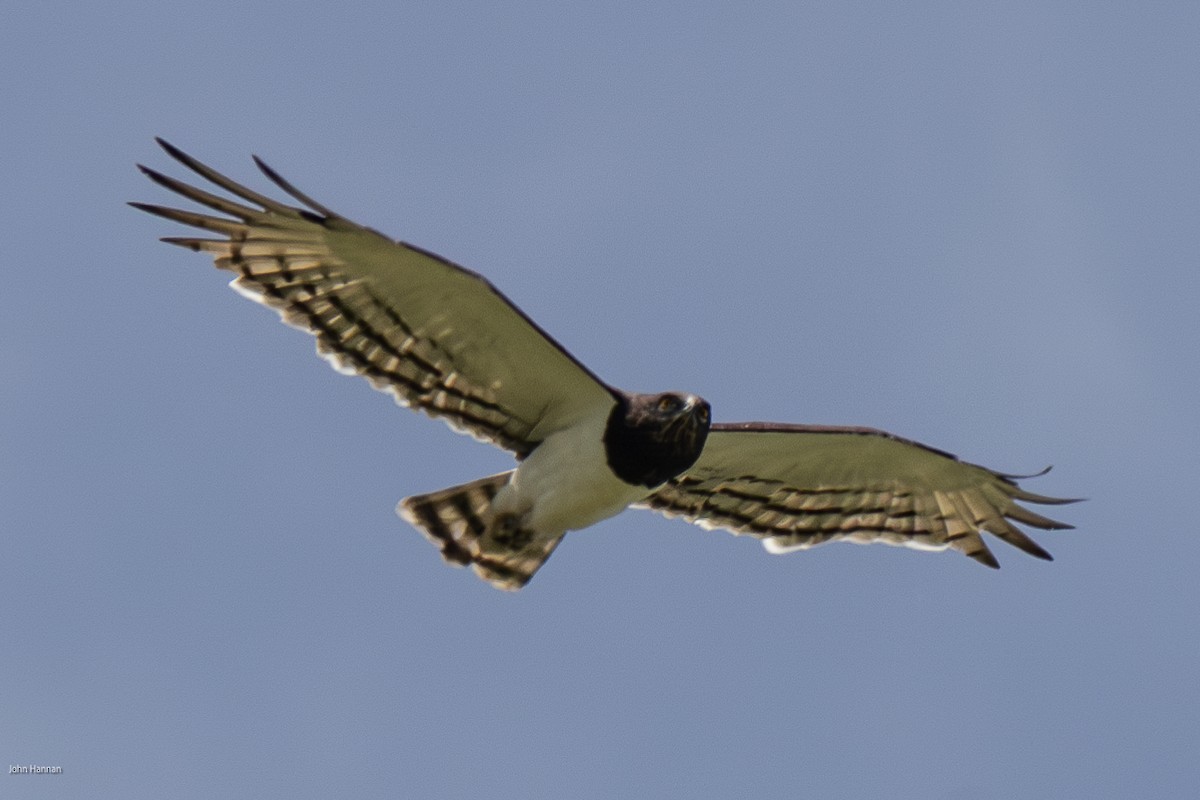 Black-chested Snake-Eagle - ML622689204