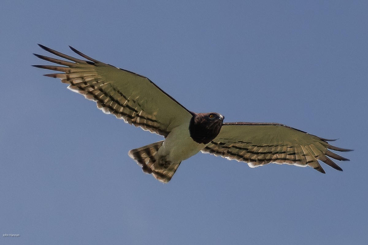 Black-chested Snake-Eagle - ML622689205