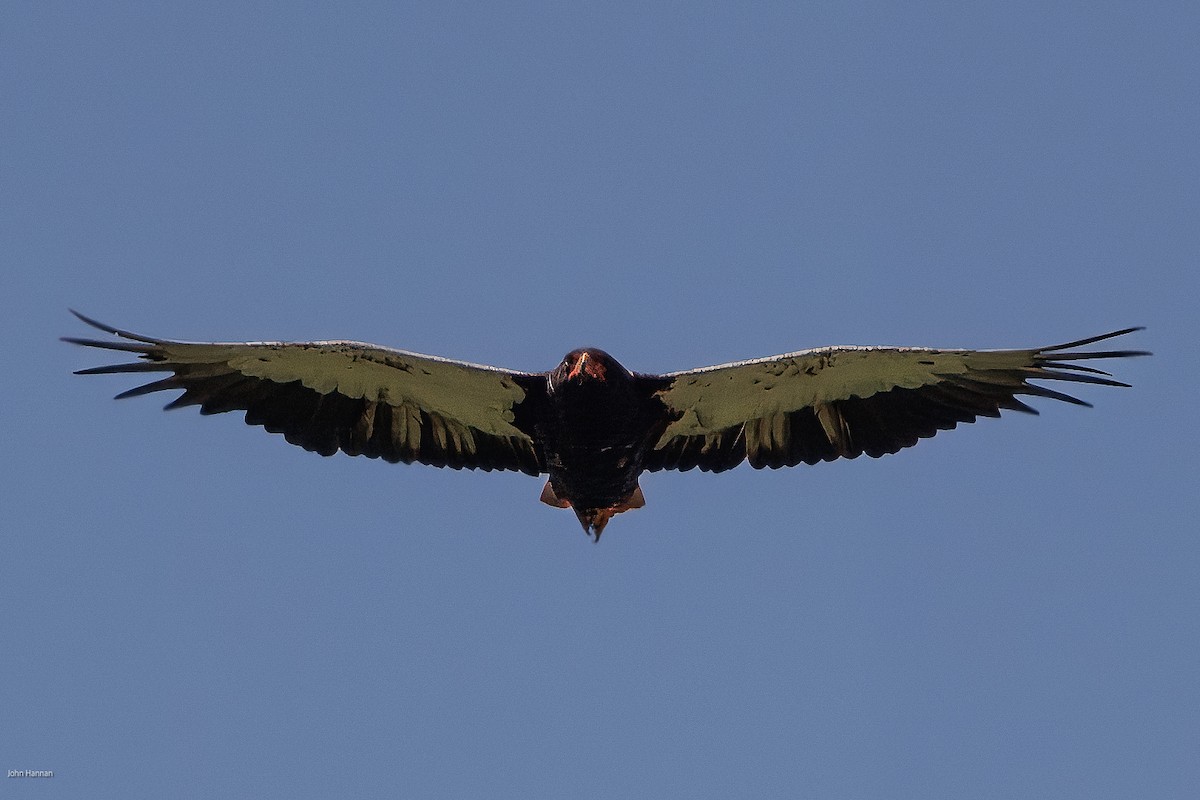 Bateleur des savanes - ML622689207