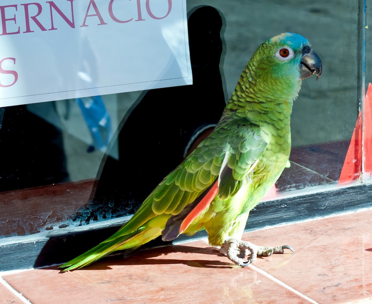 Turquoise-fronted Parrot - Alexander Naumov