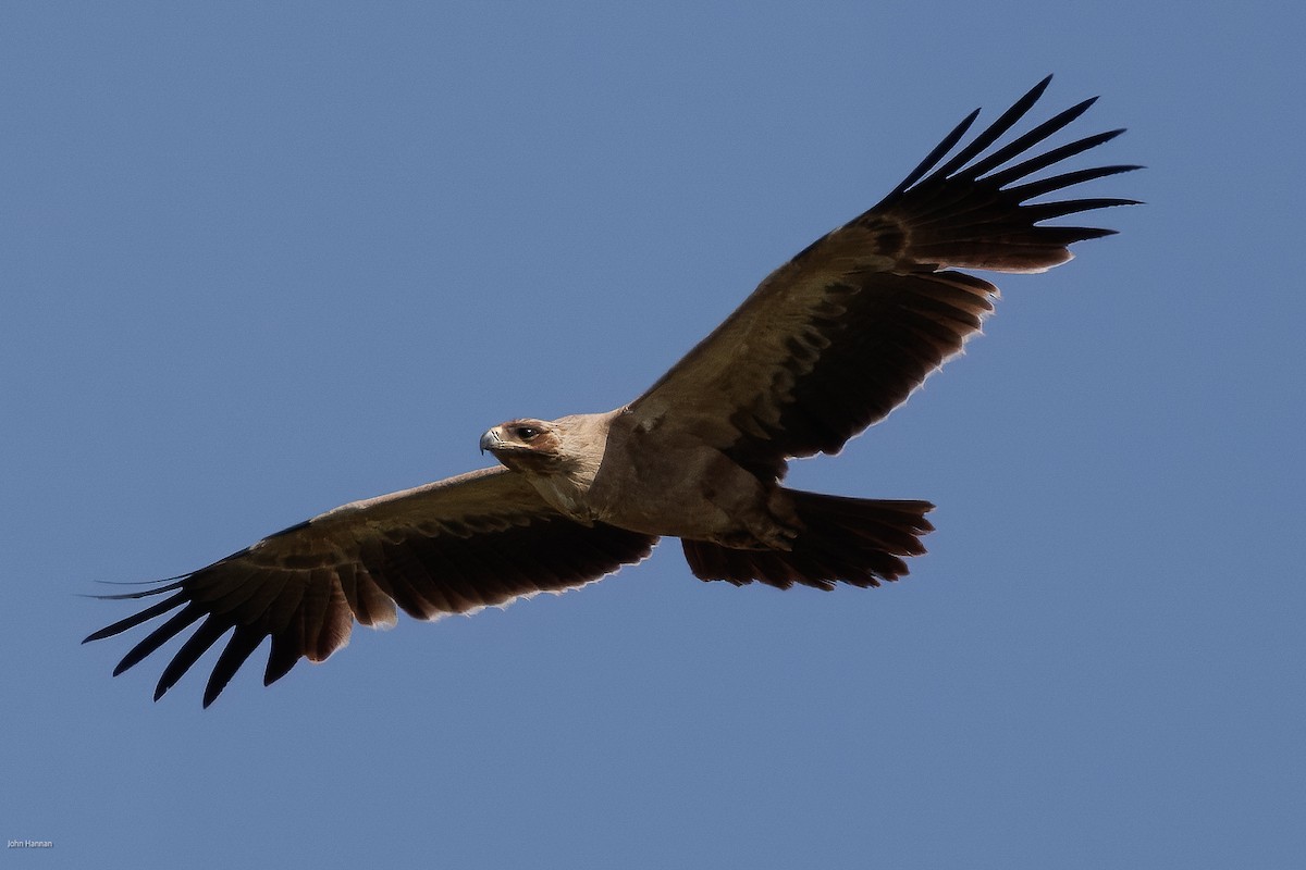 Tawny Eagle - ML622689243