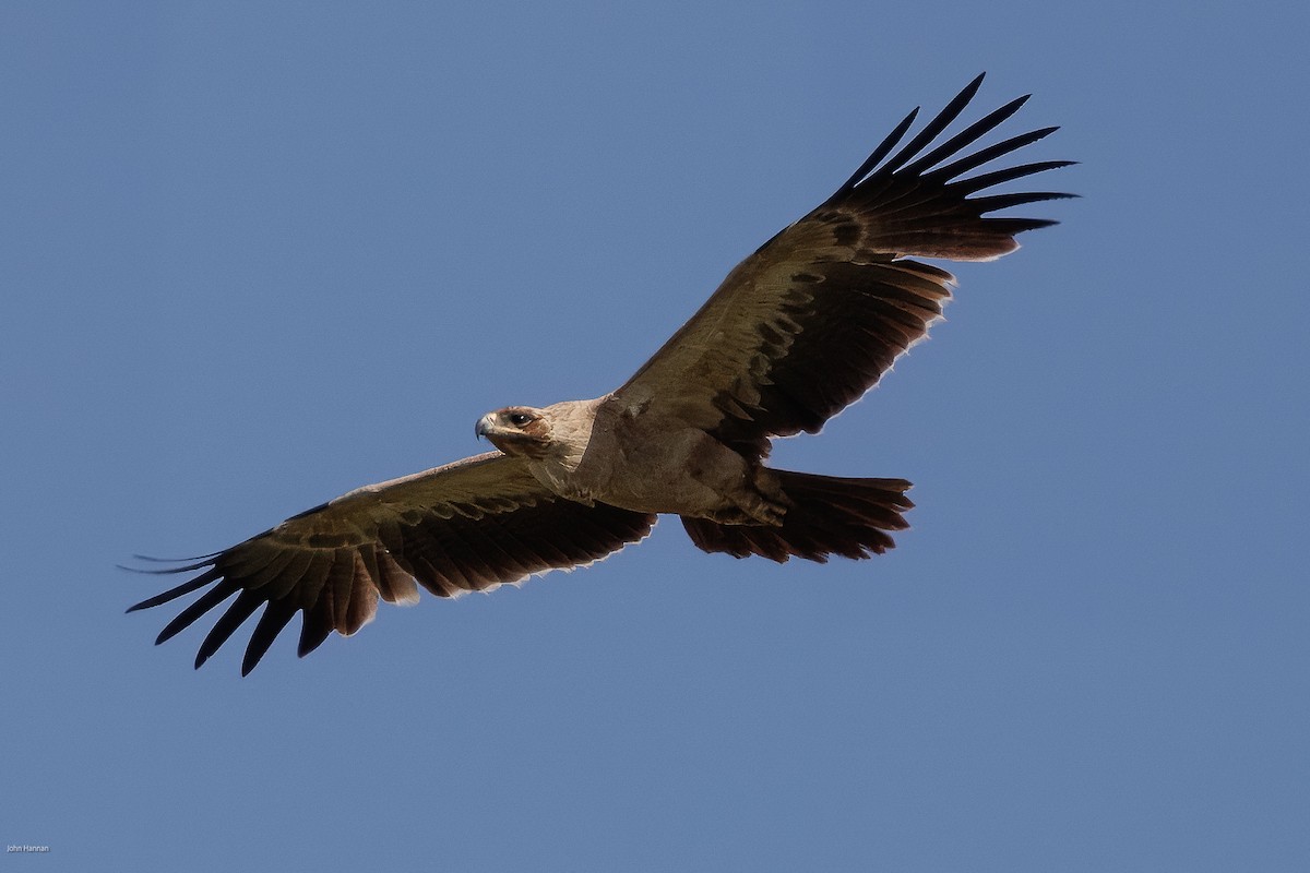 Tawny Eagle - ML622689244