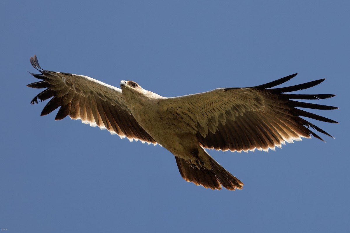 Tawny Eagle - ML622689246