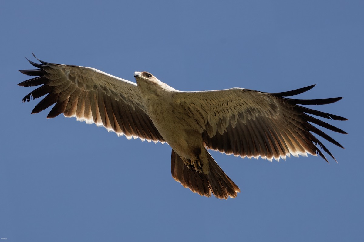 Tawny Eagle - ML622689247