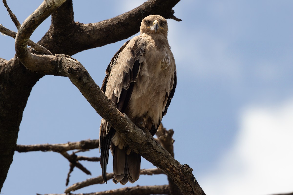 Tawny Eagle - John Hannan