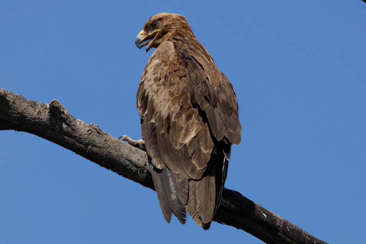 Tawny Eagle - ML622689251