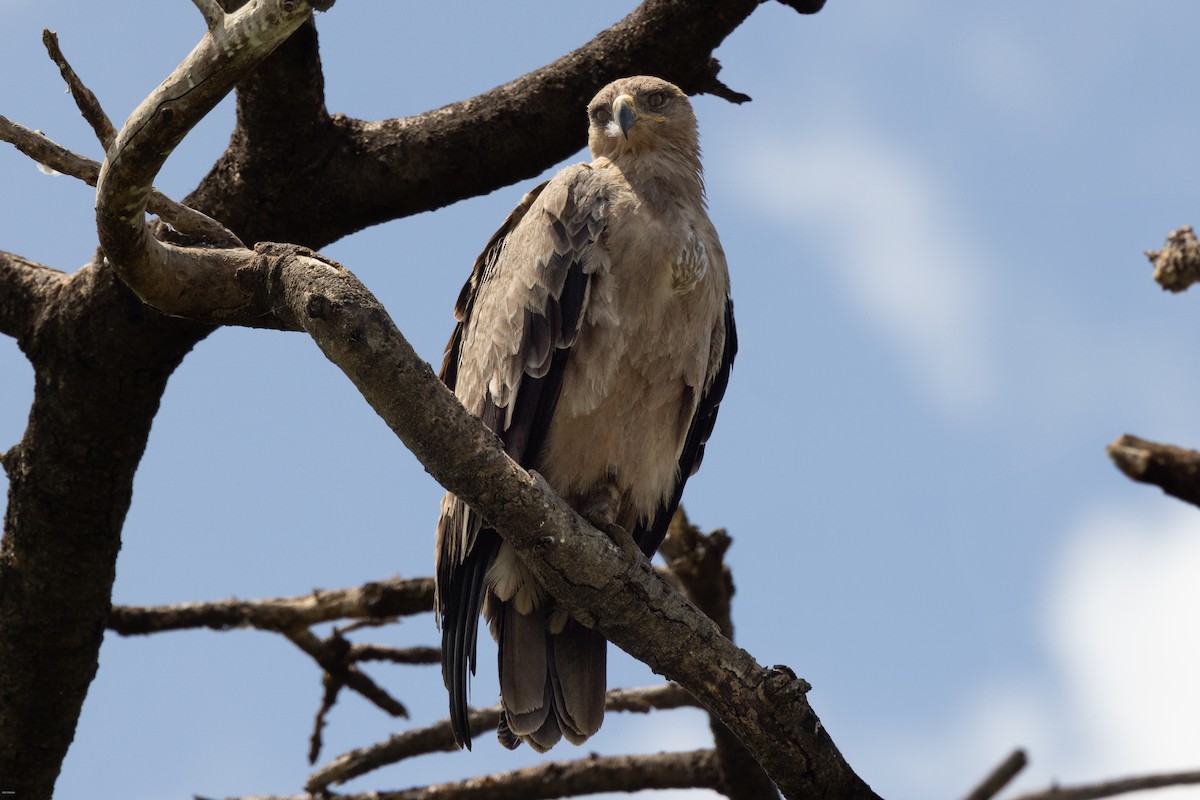 Tawny Eagle - ML622689252