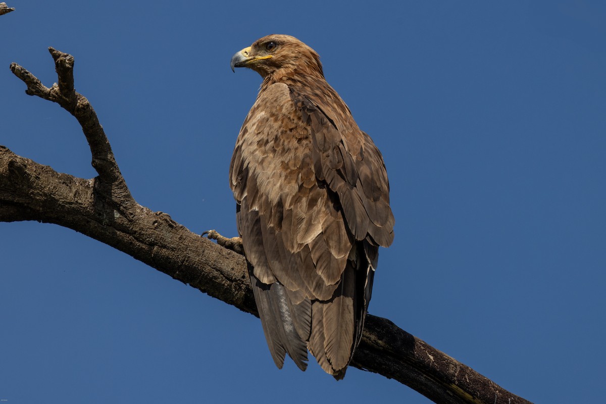 Tawny Eagle - John Hannan