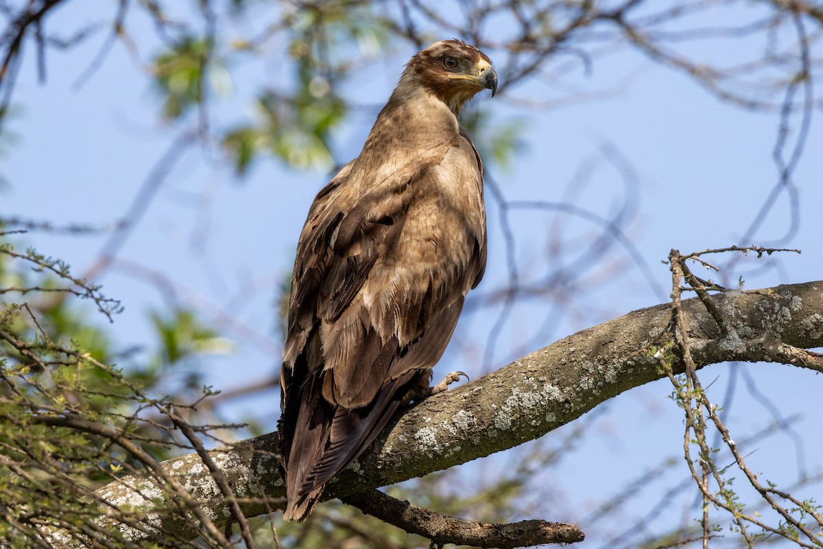 Tawny Eagle - John Hannan