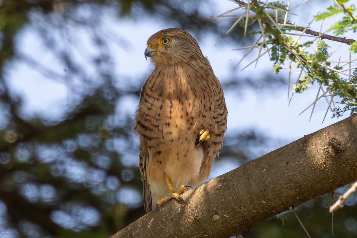 Greater Kestrel - ML622689308