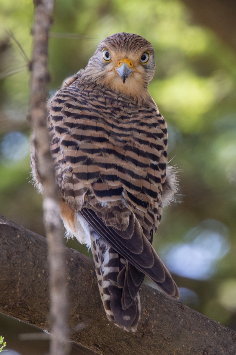 Greater Kestrel - ML622689309