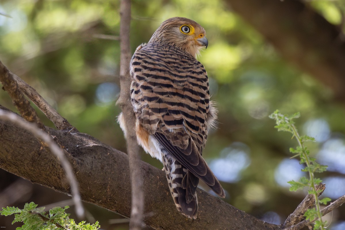 Greater Kestrel - John Hannan