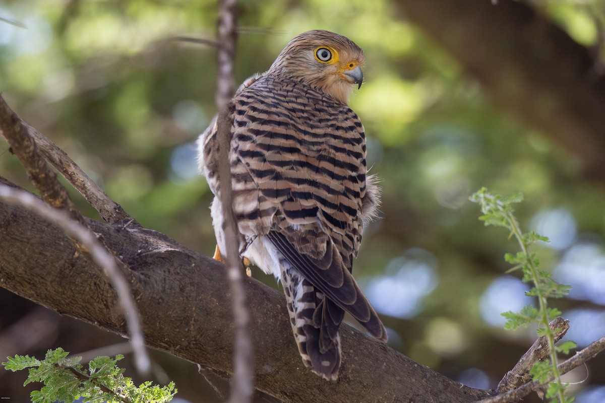 Greater Kestrel - ML622689311