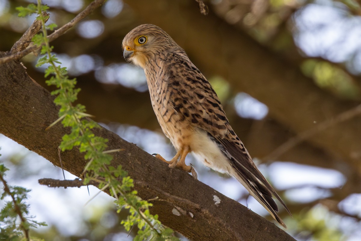 Greater Kestrel - ML622689312