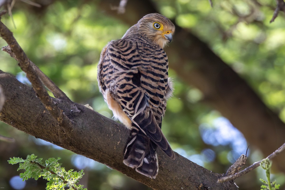 Greater Kestrel - John Hannan