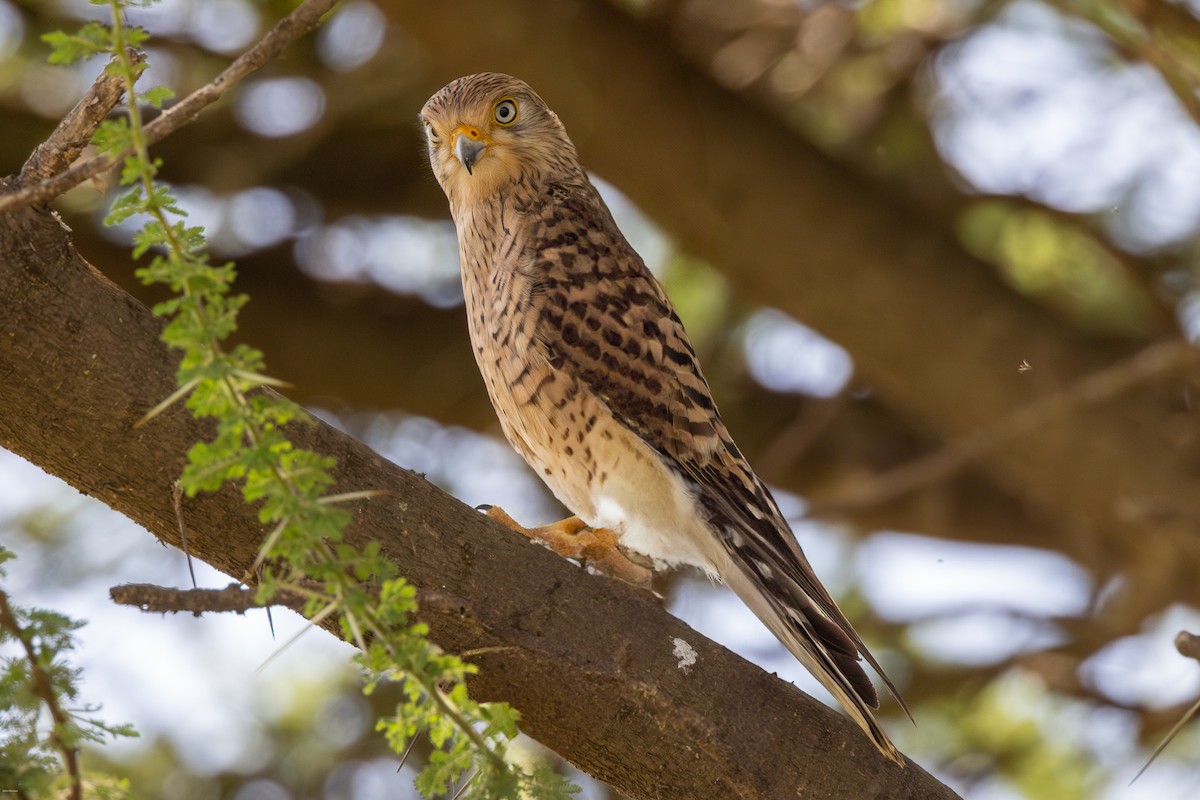 Greater Kestrel - ML622689315