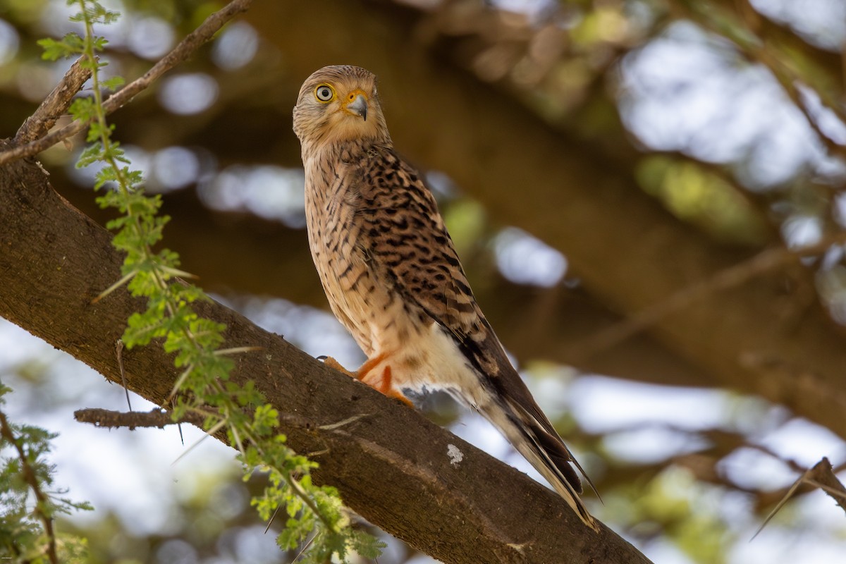 Greater Kestrel - ML622689316