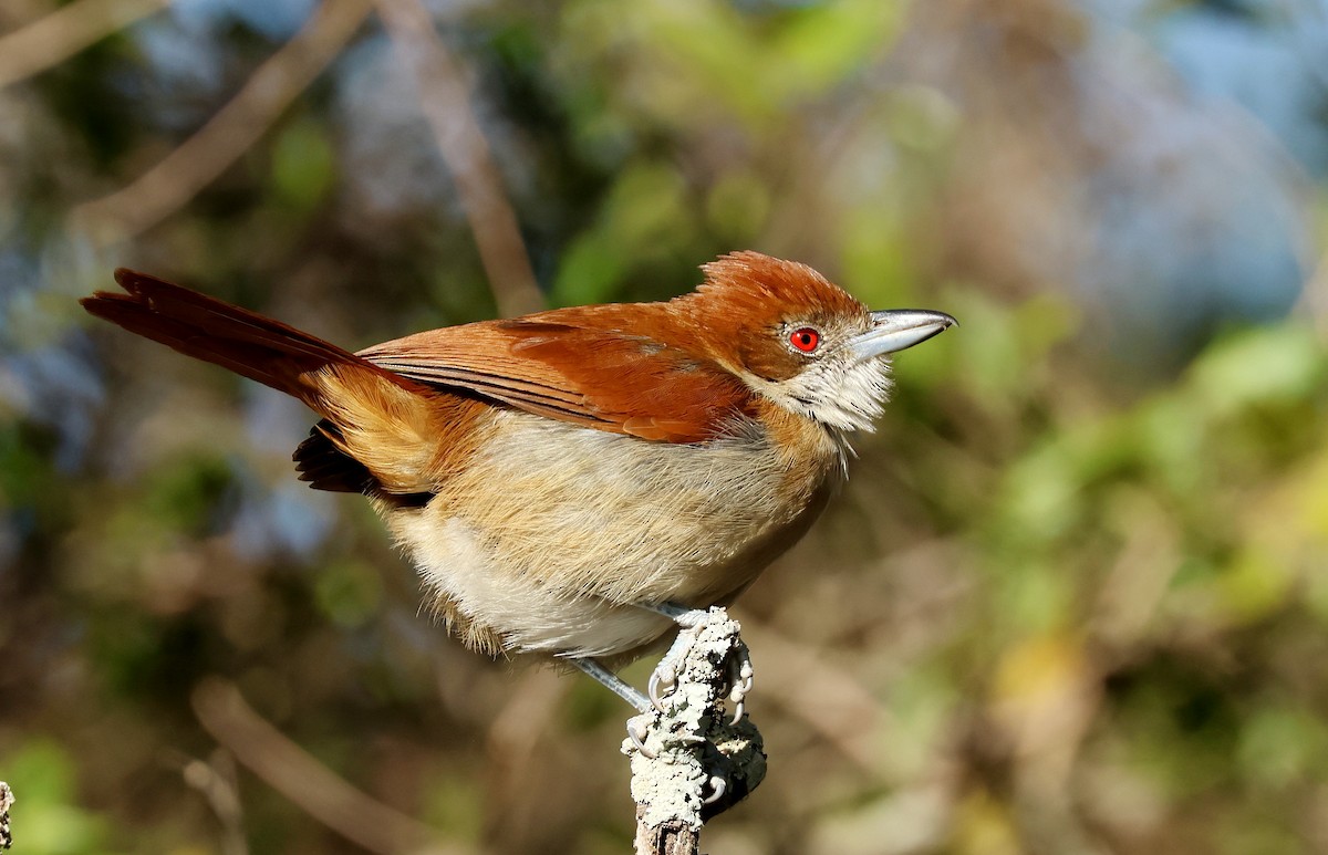 Great Antshrike - ML622689362