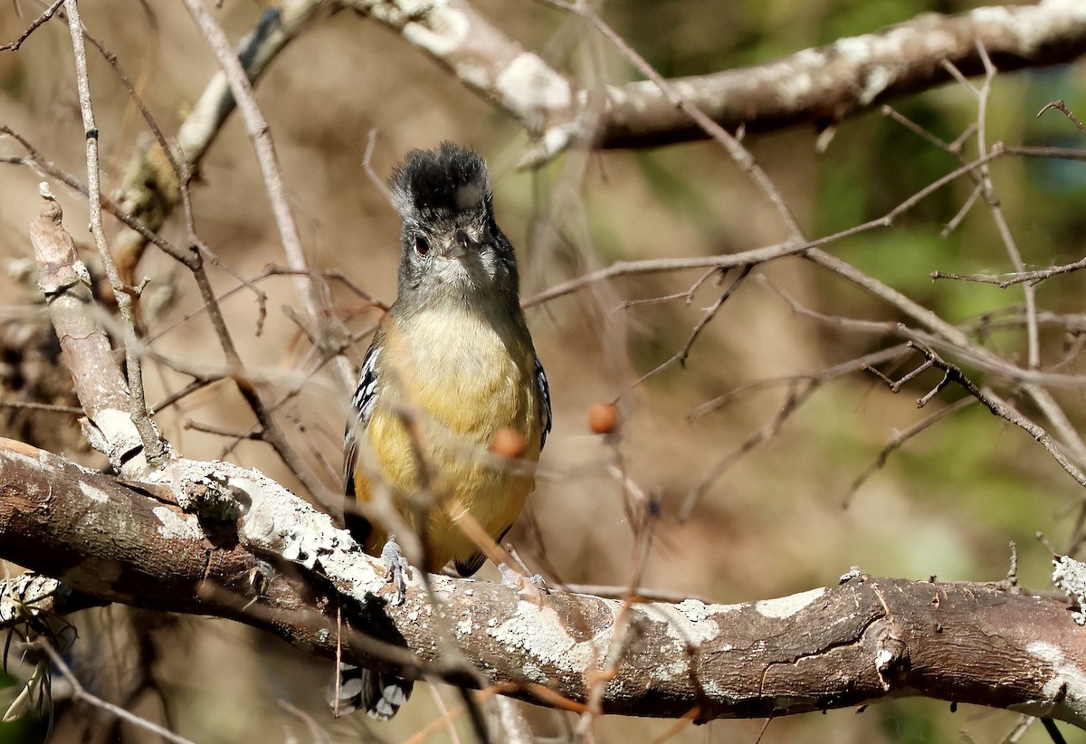 Variable Antshrike - ML622689370