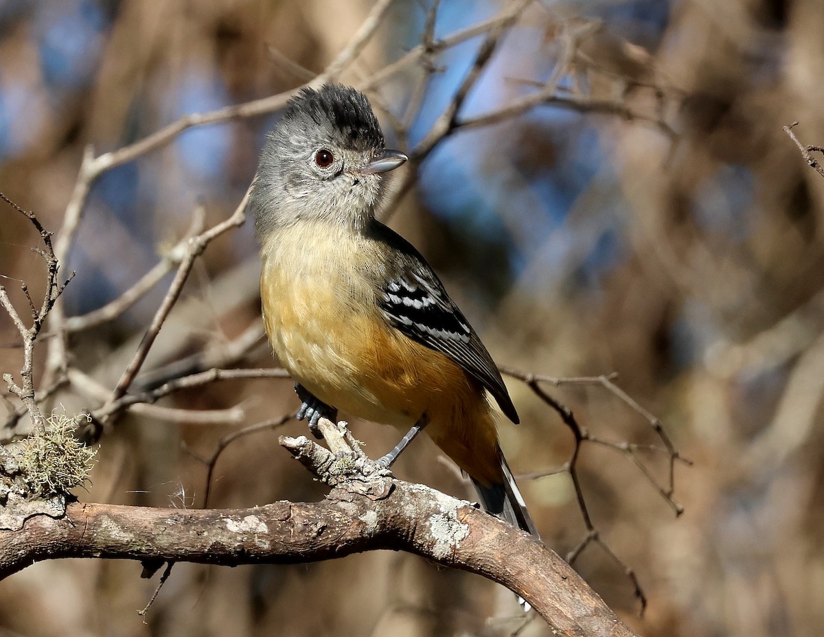 Variable Antshrike - ML622689376