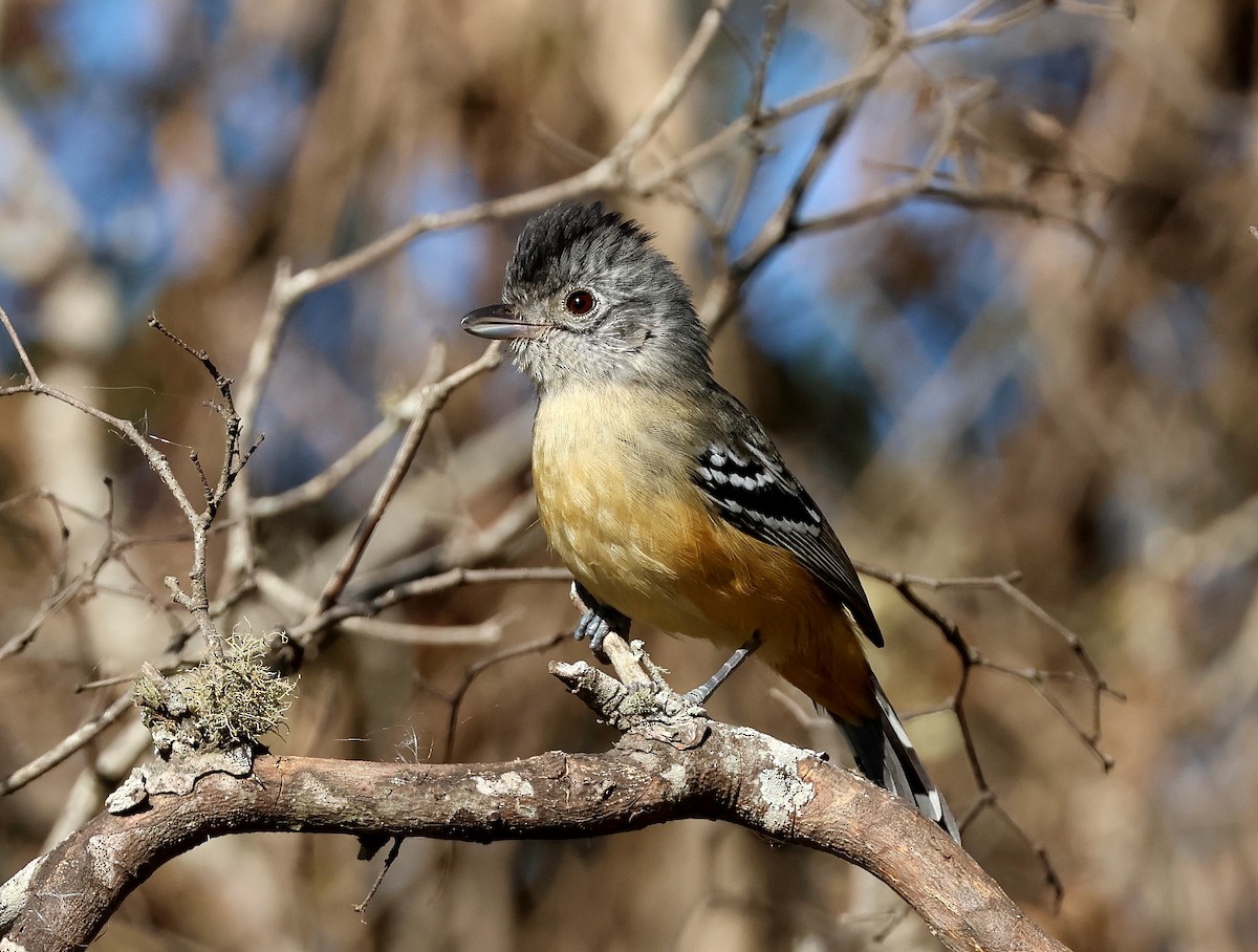 Variable Antshrike - ML622689382