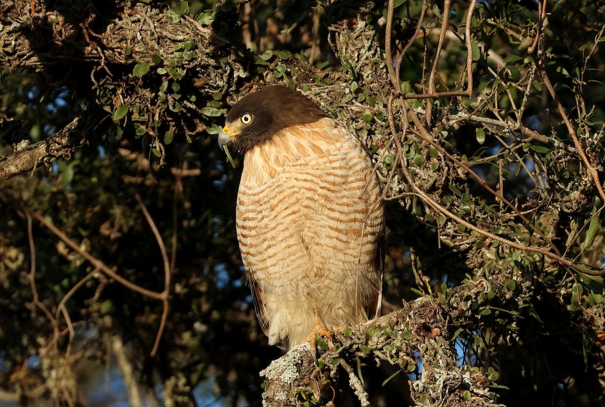 Roadside Hawk - ML622689395