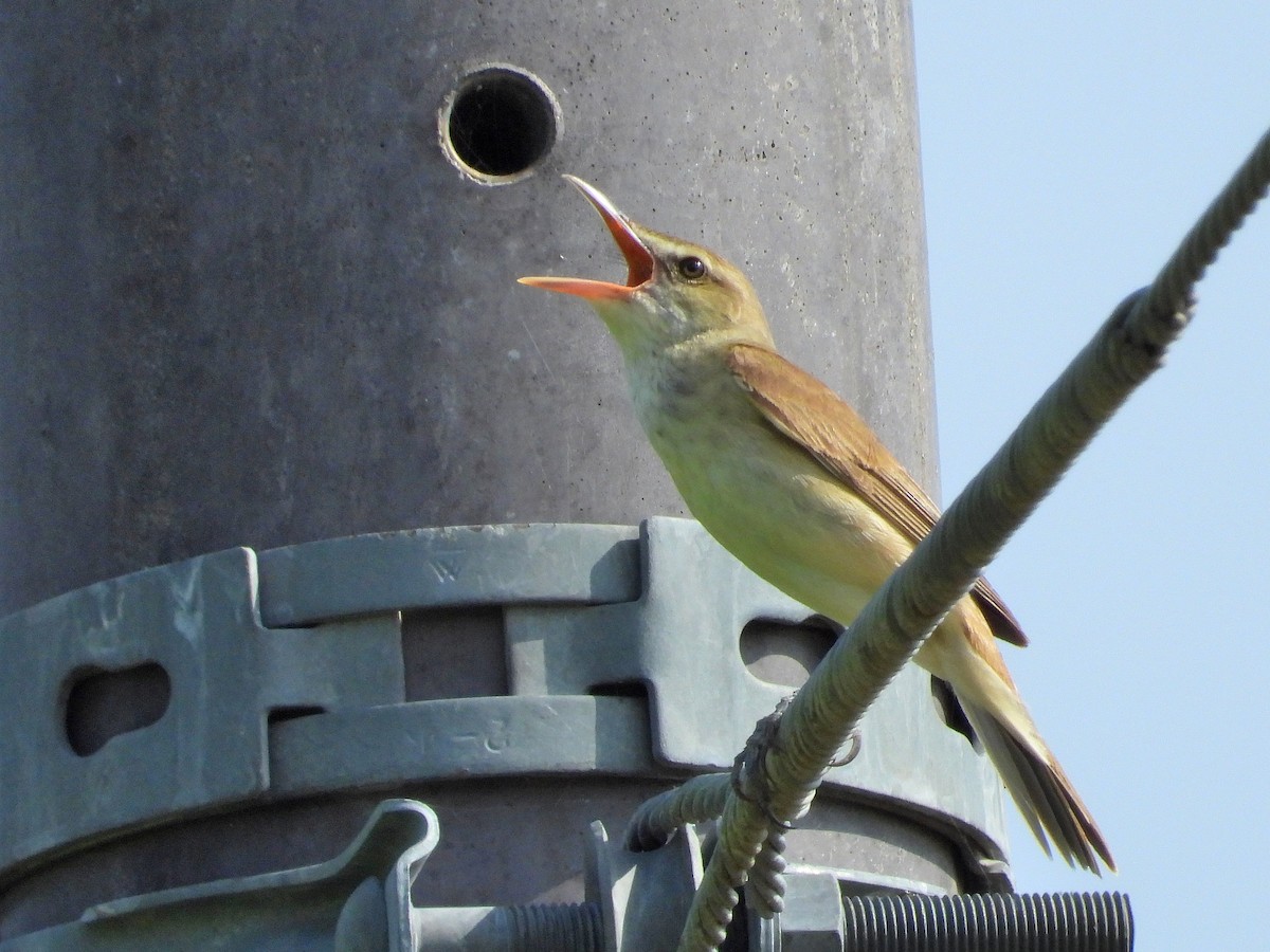 Oriental Reed Warbler - ML622689461