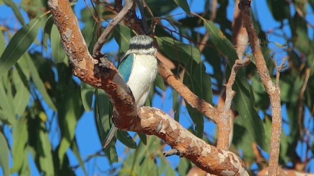 Red-backed Kingfisher - ML622689509