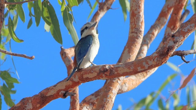 Red-backed Kingfisher - ML622689511