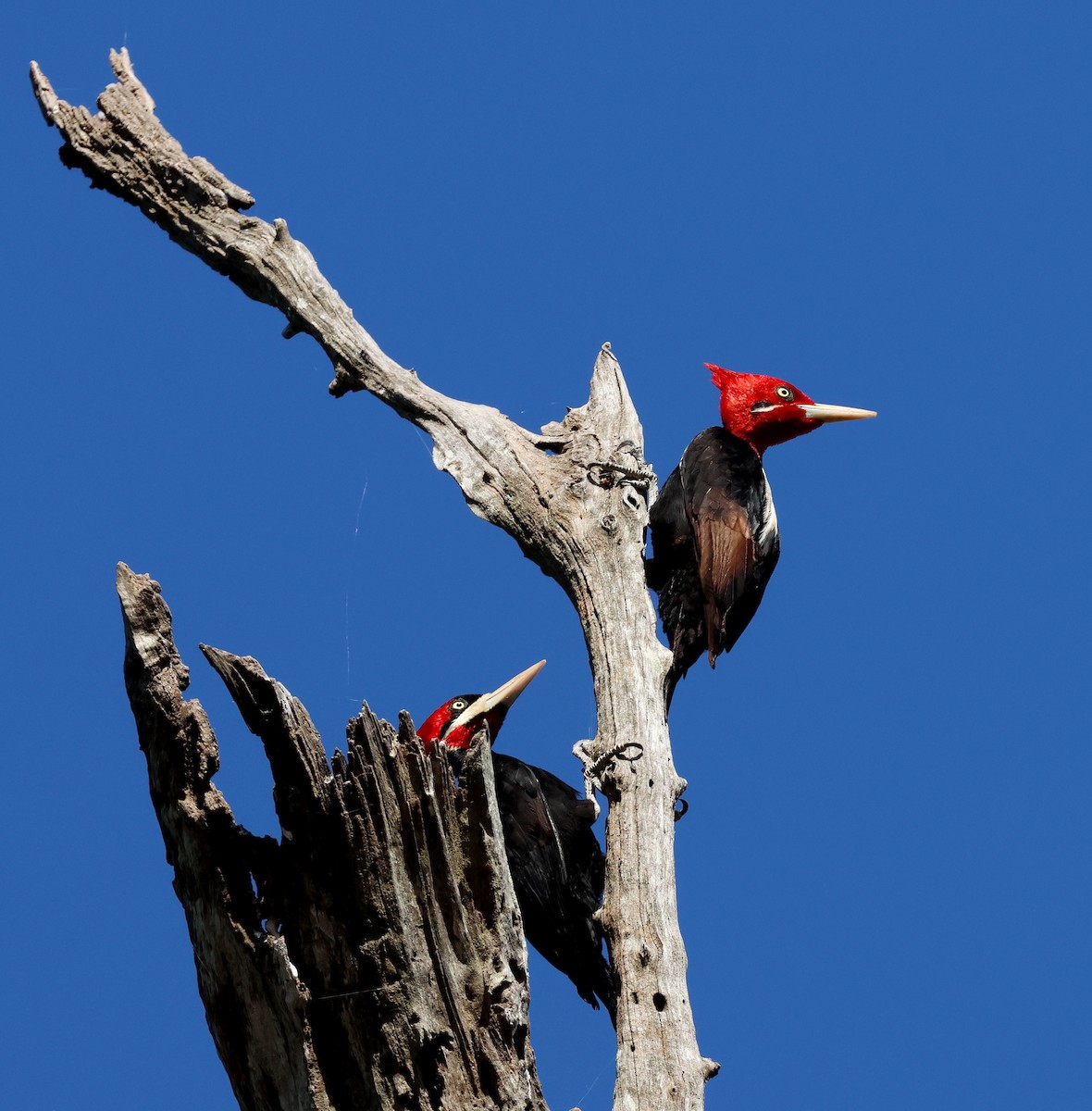 Cream-backed Woodpecker - ML622689514