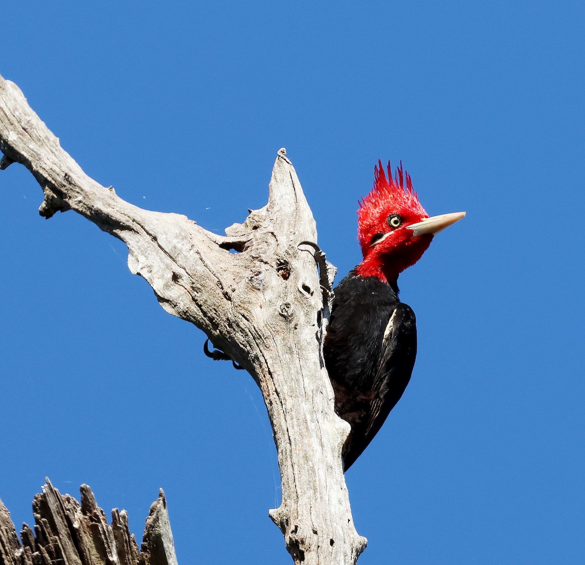 Cream-backed Woodpecker - ML622689527