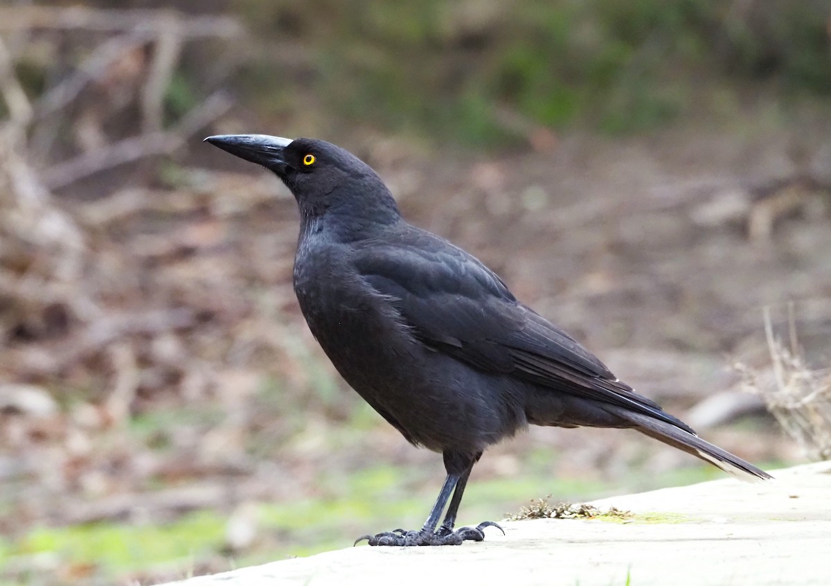 Black Currawong - ML622689544