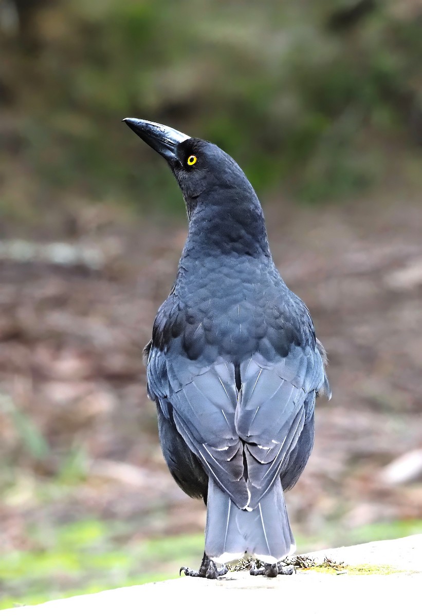 Black Currawong - ML622689592