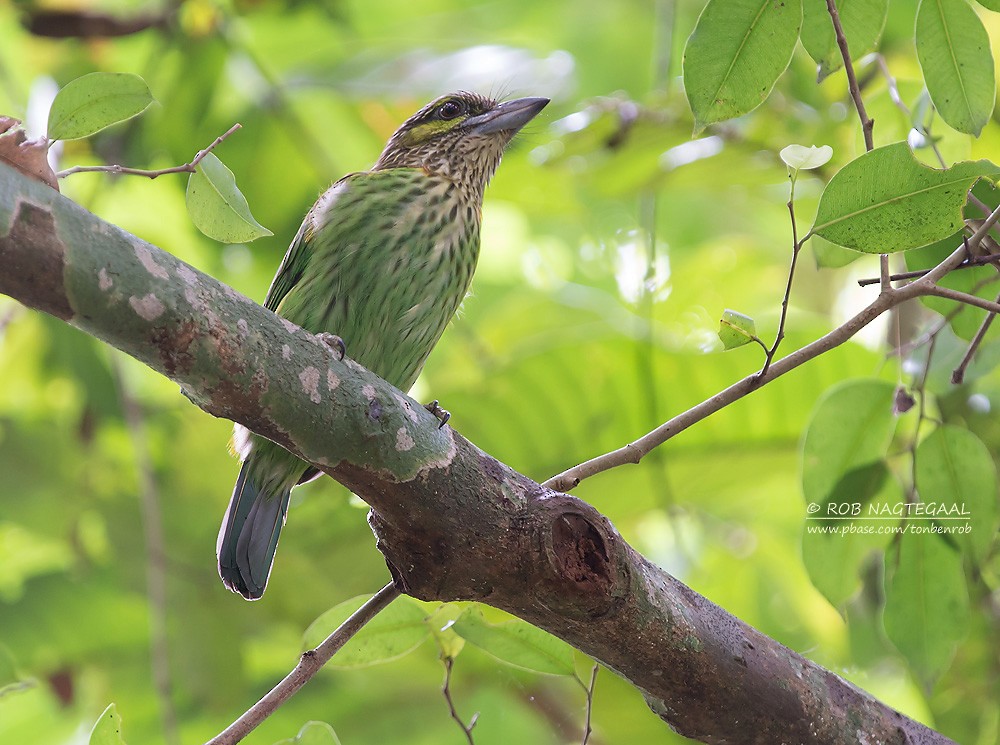 Green-eared Barbet - ML622689593