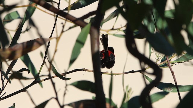 Red-backed Fairywren - ML622689599