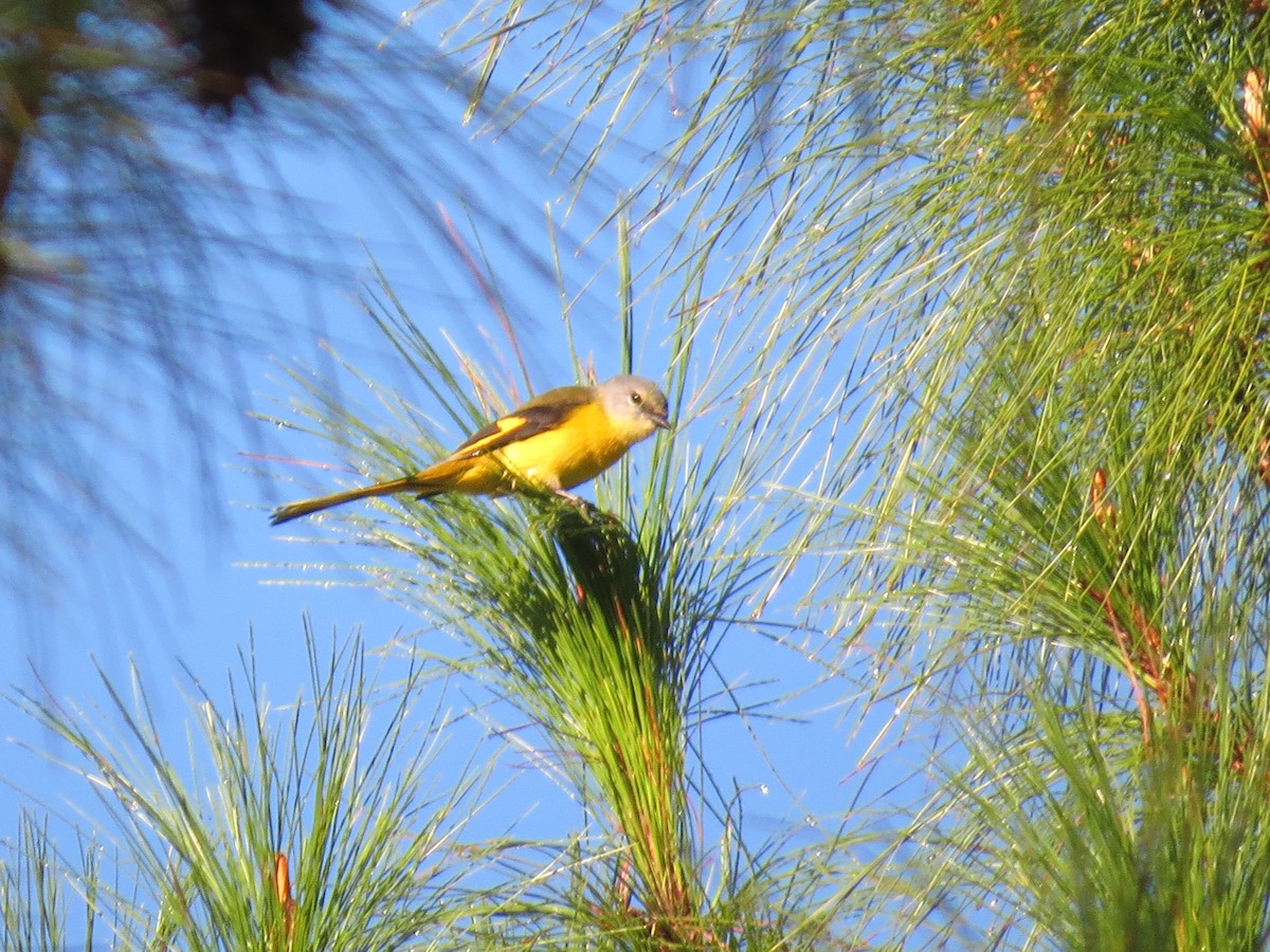 Long-tailed Minivet - ML622689602