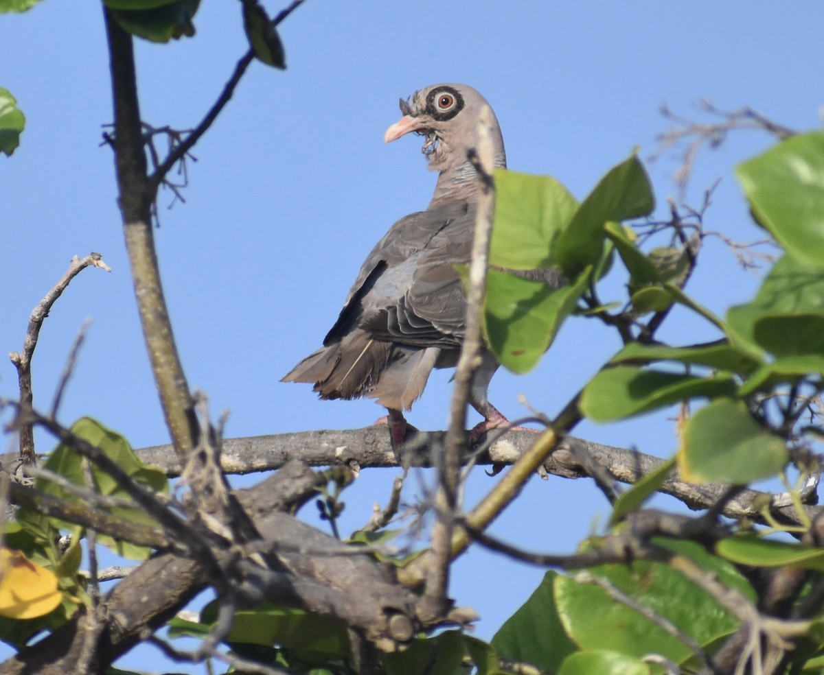 Bare-eyed Pigeon - ML622689634