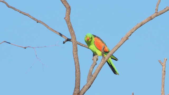 Red-winged Parrot - ML622689654