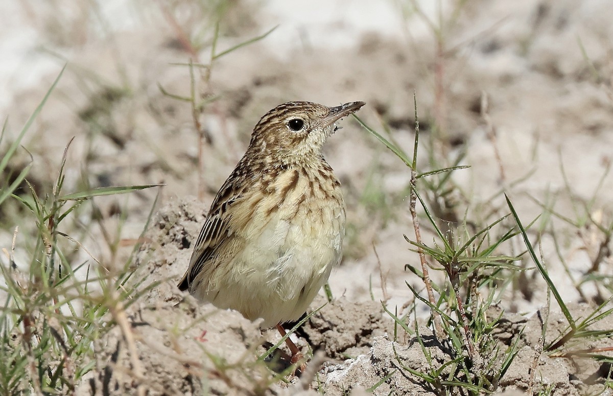 Hellmayr's Pipit - ML622689664