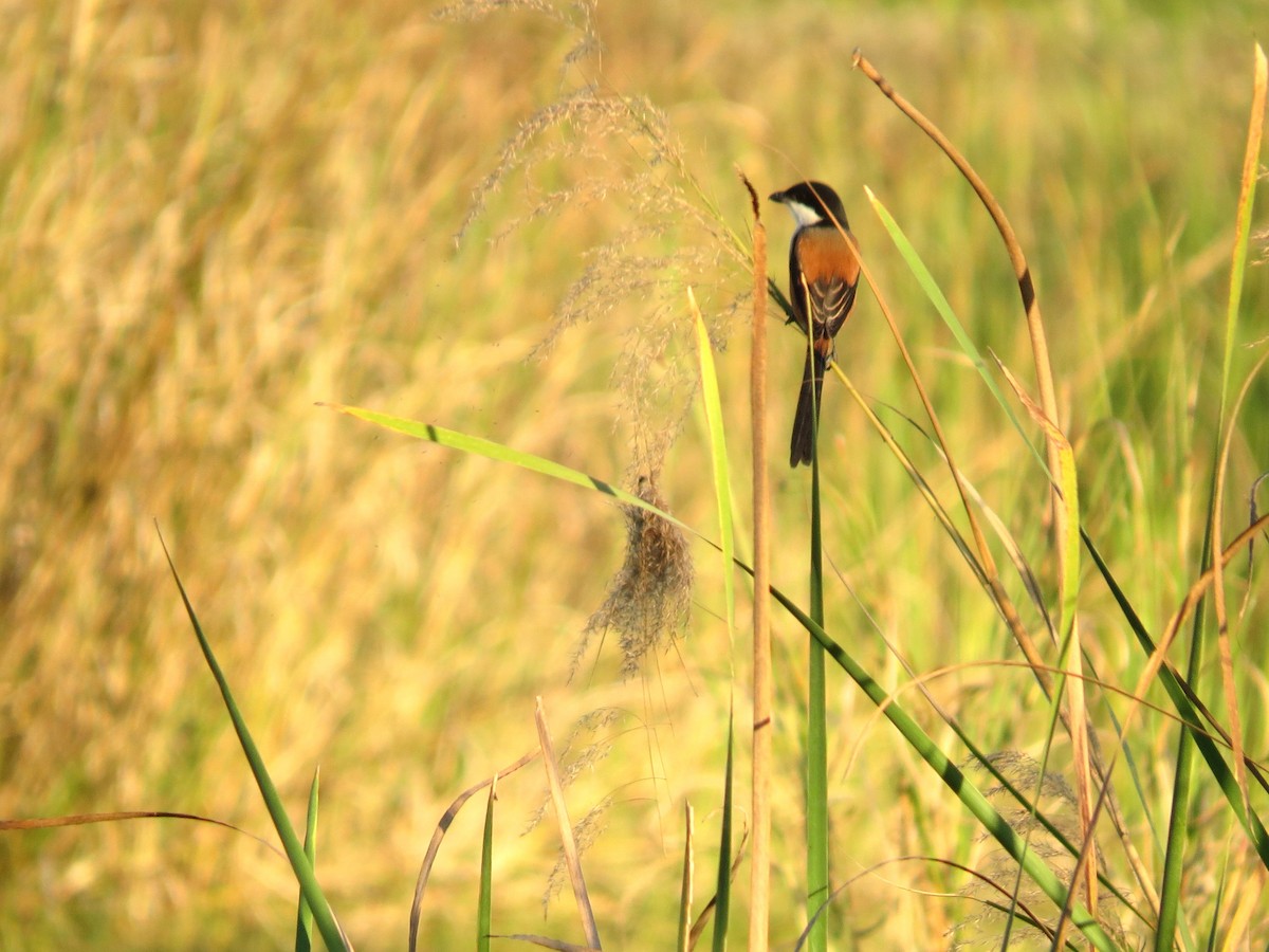 Long-tailed Shrike - ML622689680