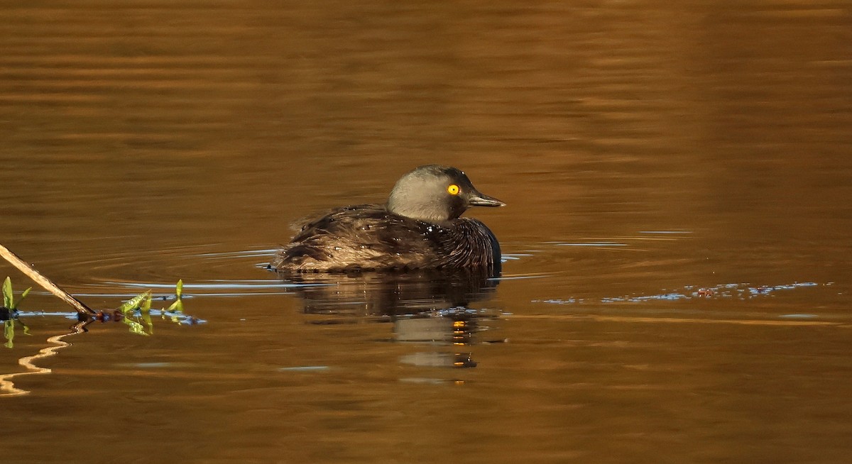 Least Grebe - ML622689682