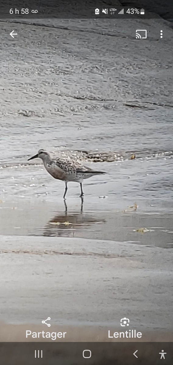 Red Knot - ML622689689