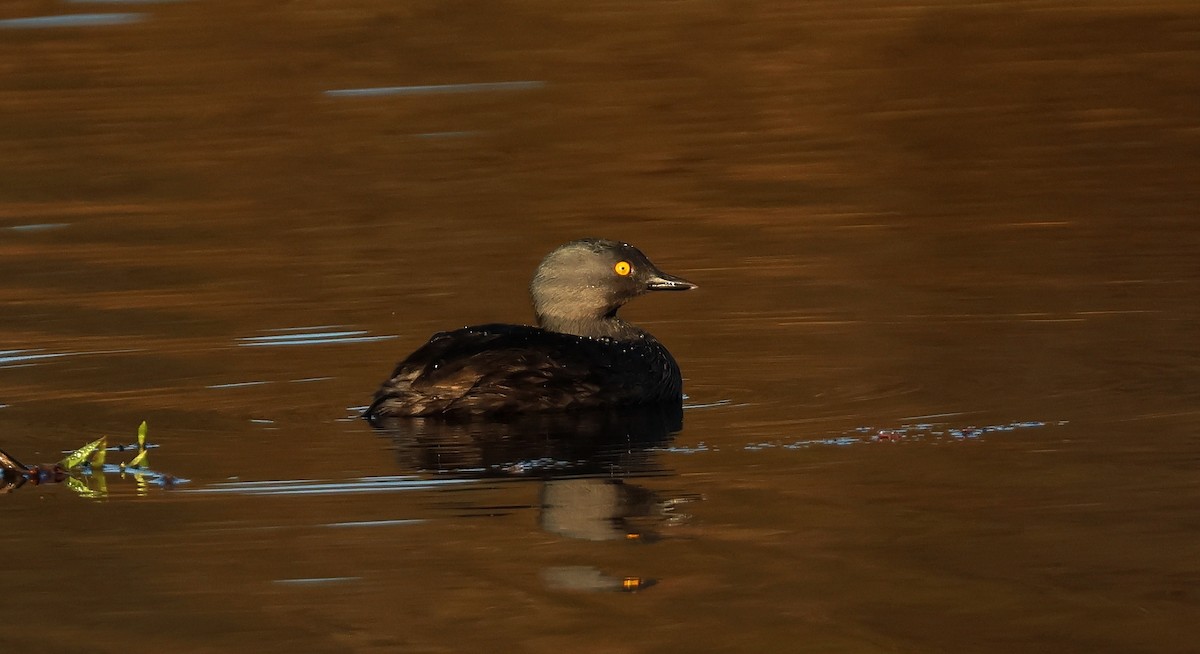 Least Grebe - ML622689691