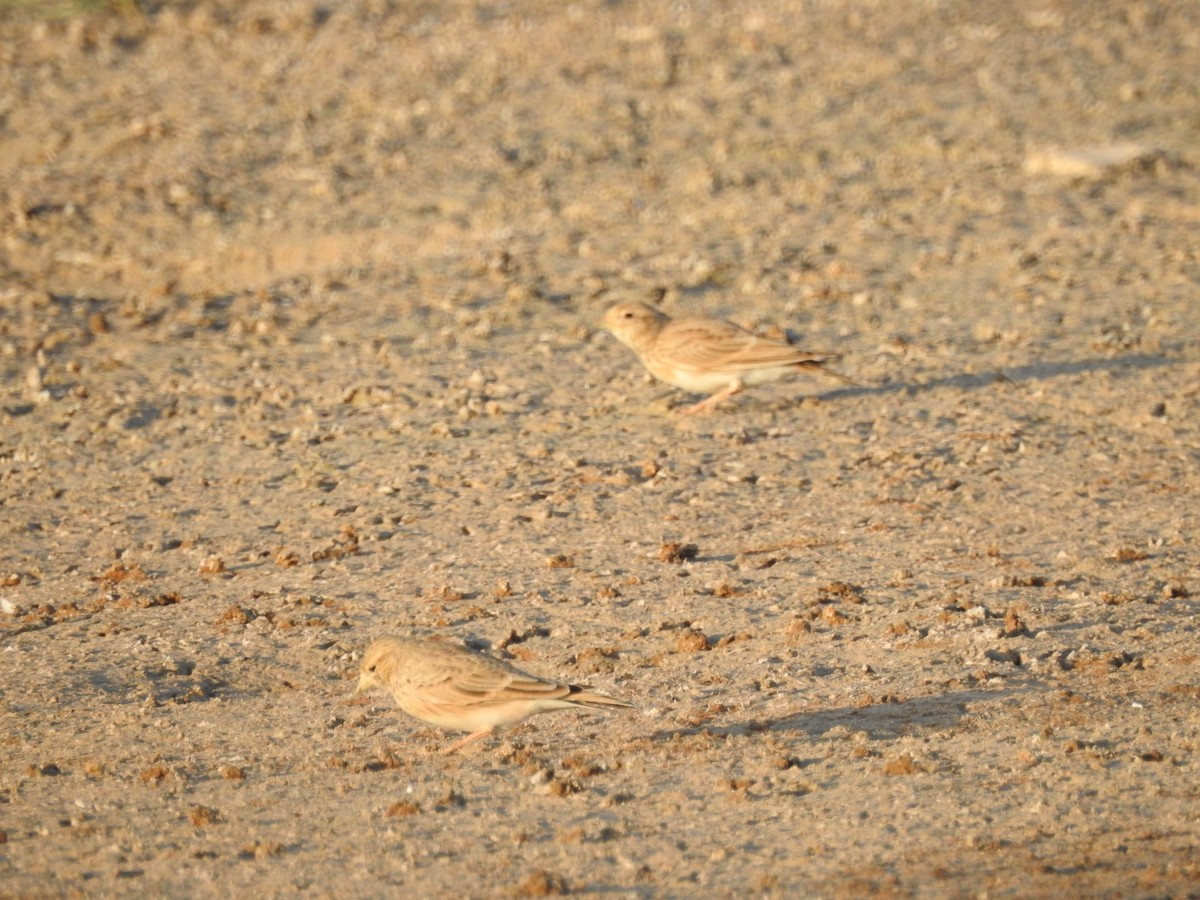 Turkestan Short-toed Lark - ML622689717