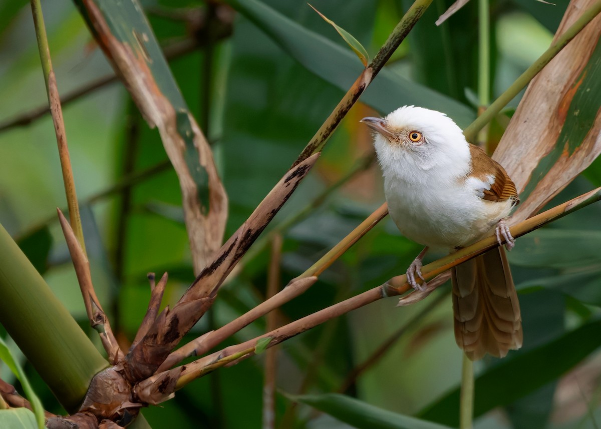 White-hooded Babbler - Ayuwat Jearwattanakanok