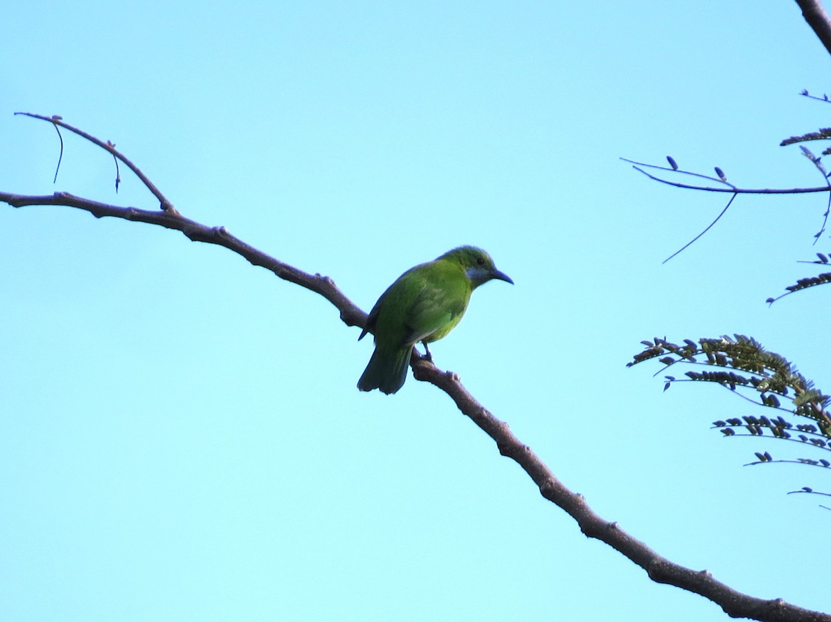 Orangebauch-Blattvogel - ML622689835