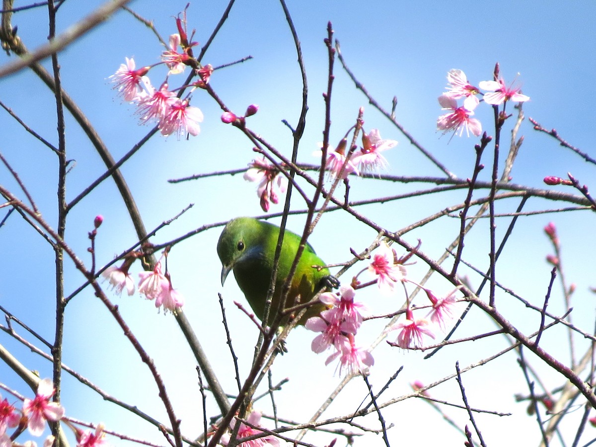 Orange-bellied Leafbird - ML622689836