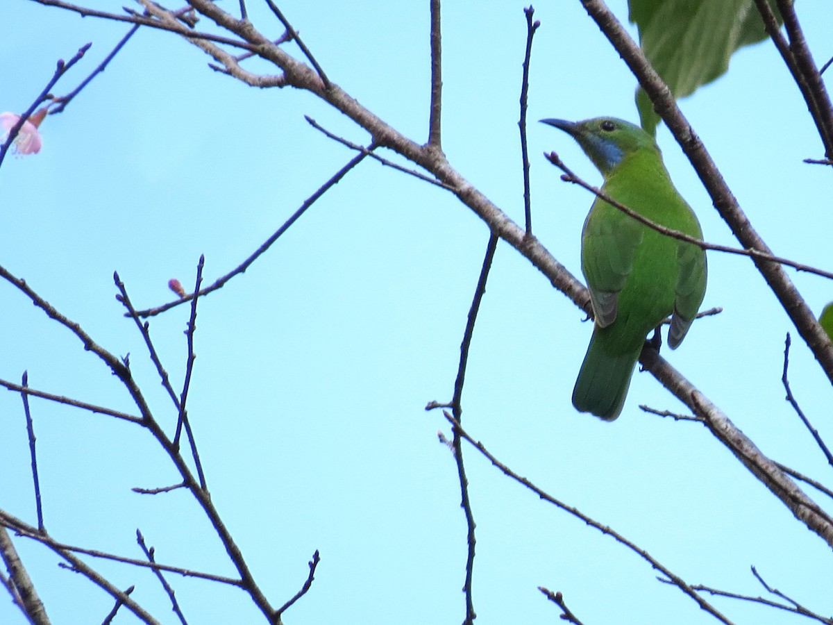 Orangebauch-Blattvogel - ML622689837